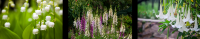 Lily of the Valley; Foxglove; Jimson Weed